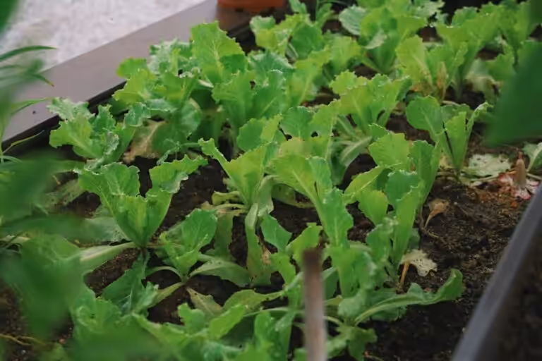 Finies les congélations : la méthode ancestrale pour garder vos légumes frais pendant des mois sans frais